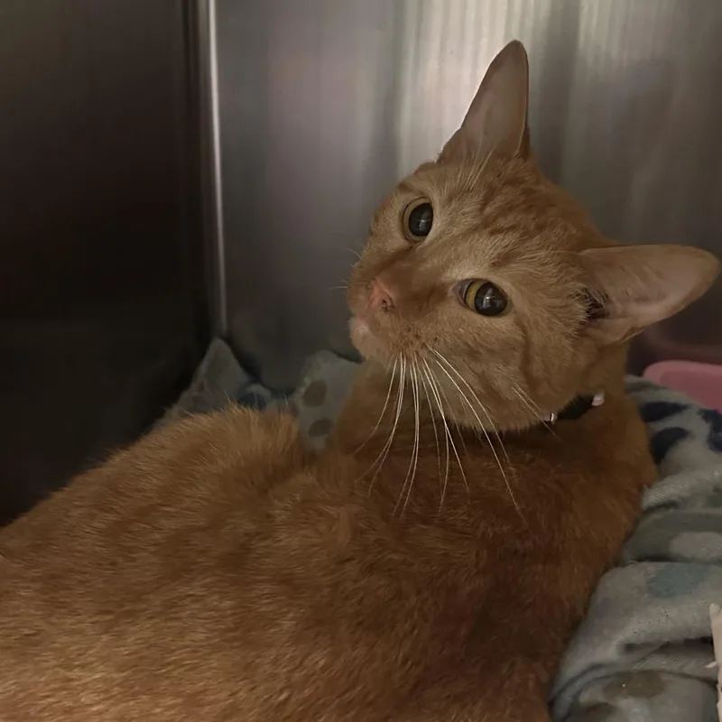 An adult medium-sized male Orange / Red Domestic Short Hair cat named Pink Collar for adoption in Galveston, TX