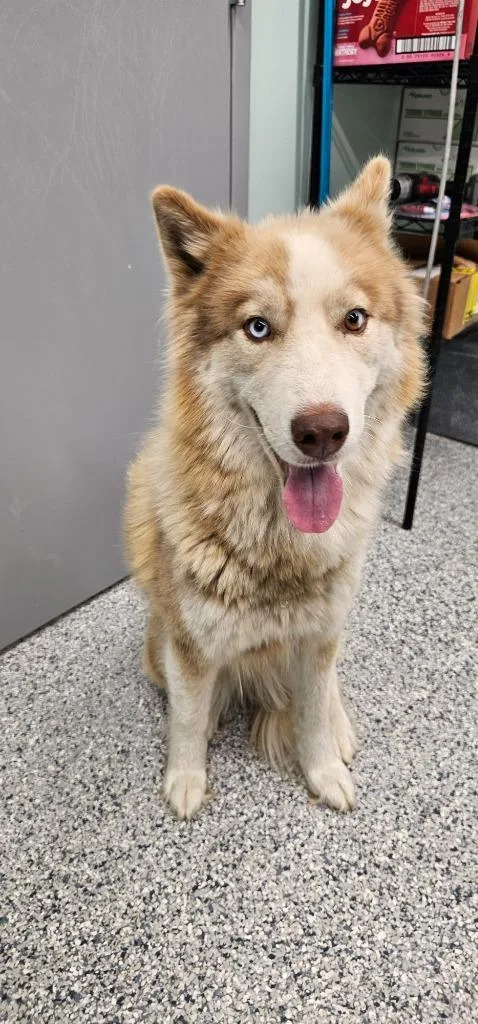 An adult medium-sized female Terrier dog named Phoenix for adoption in Athens, TN