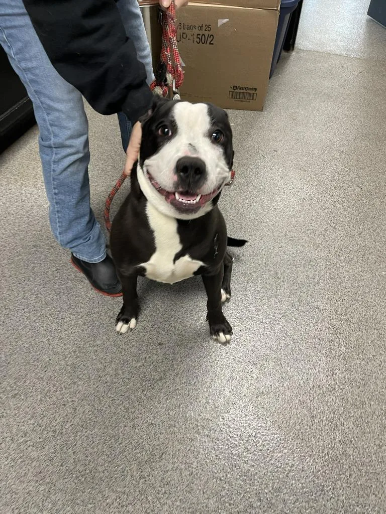 A baby large-sized female Pit Bull Terrier dog named Daisy for adoption in Fremont, OH