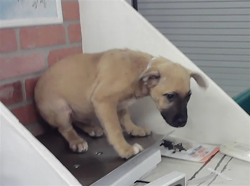 A baby small-sized male Black Mouth Cur dog named Jesse for adoption in Houston, TX