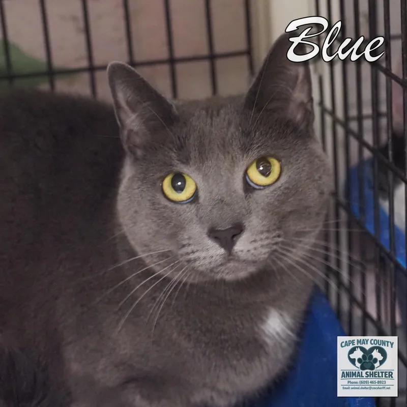 An adult medium-sized female Domestic Short Hair cat named Blue for adoption in Cape May Court House, NJ