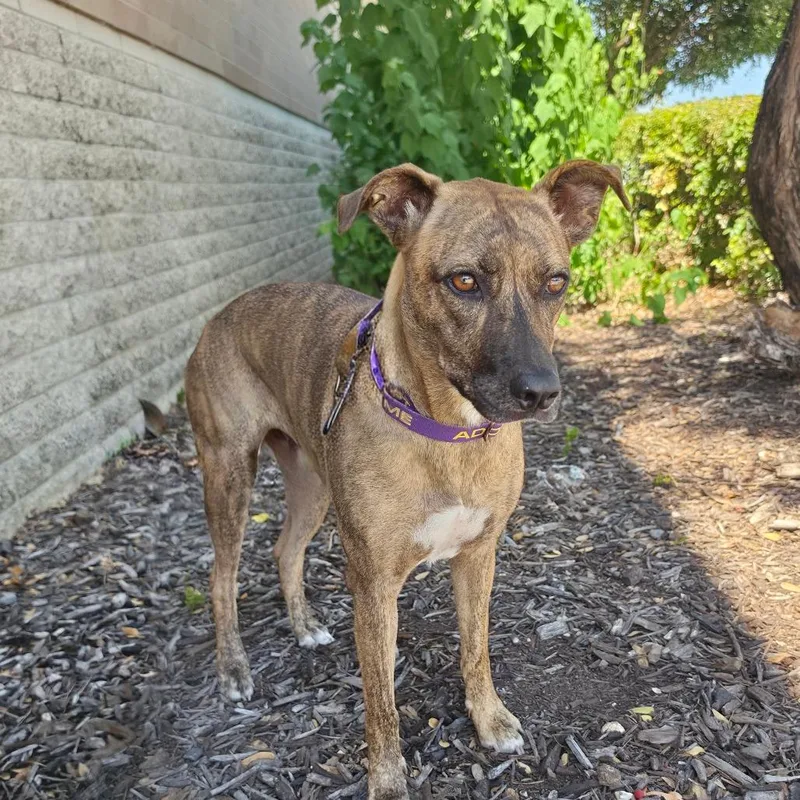 An adult medium-sized female Plott Hound dog named Daisy JuM for adoption in Austin, TX