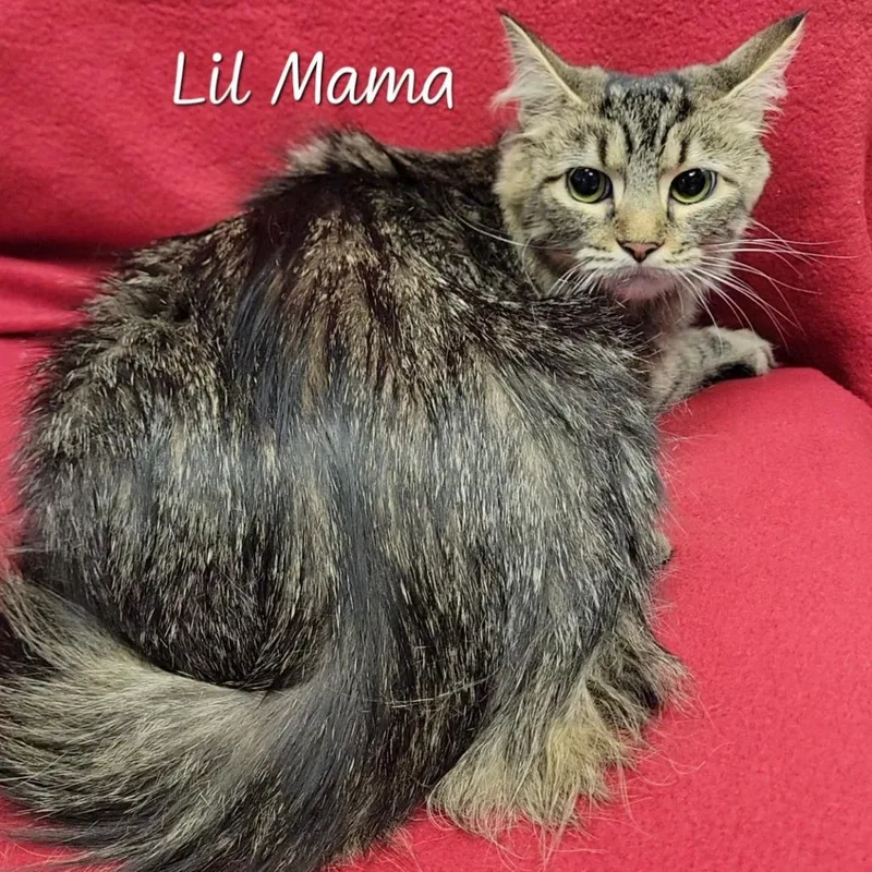 Lil Mama