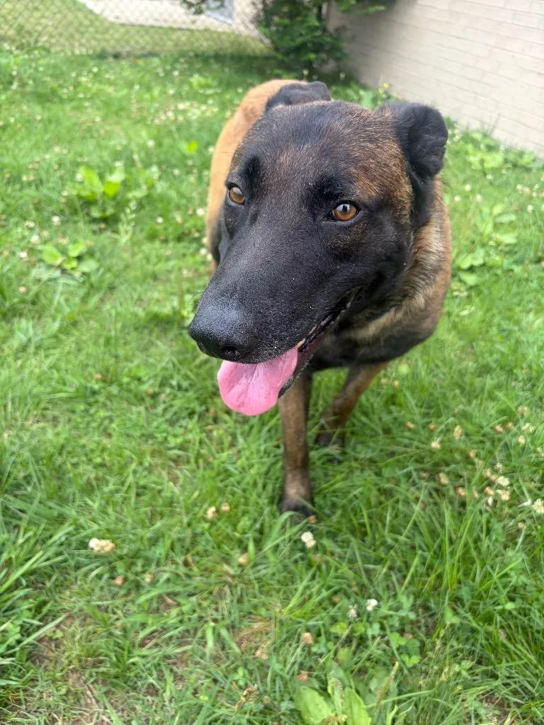 An adult large-sized male Mixed Breed dog named Ryder for adoption in Gallatin, TN
