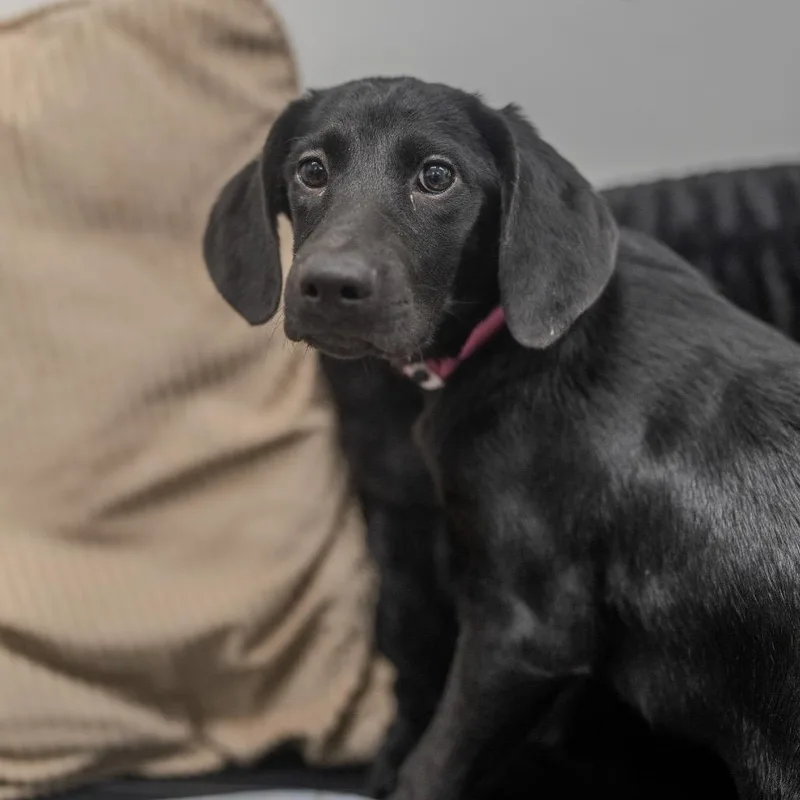 A baby medium-sized female Black Bloodhound dog named Puddle for adoption in Pawling, NY