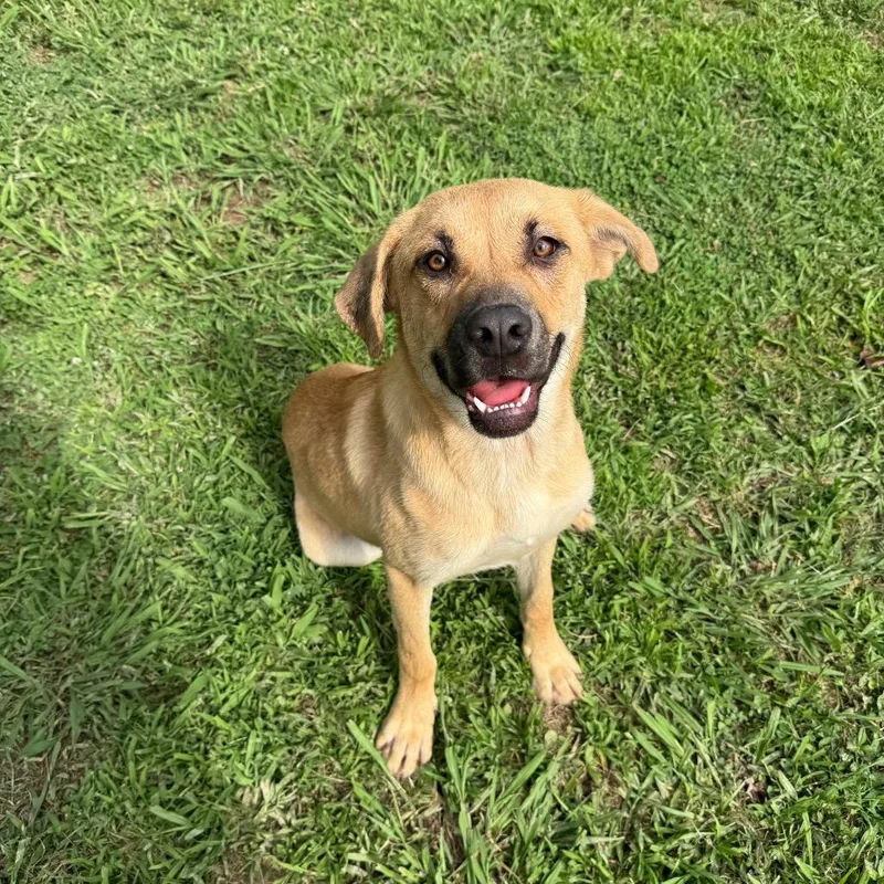 A young medium-sized male Yellow / Tan / Blond / Fawn Hound dog named Wiley for adoption in Brownsboro, AL