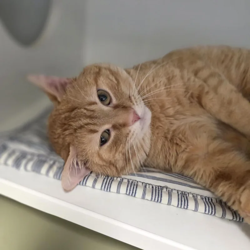 An adult medium-sized male Orange / Red Domestic Short Hair cat named Nathan for adoption in Oshkosh, WI