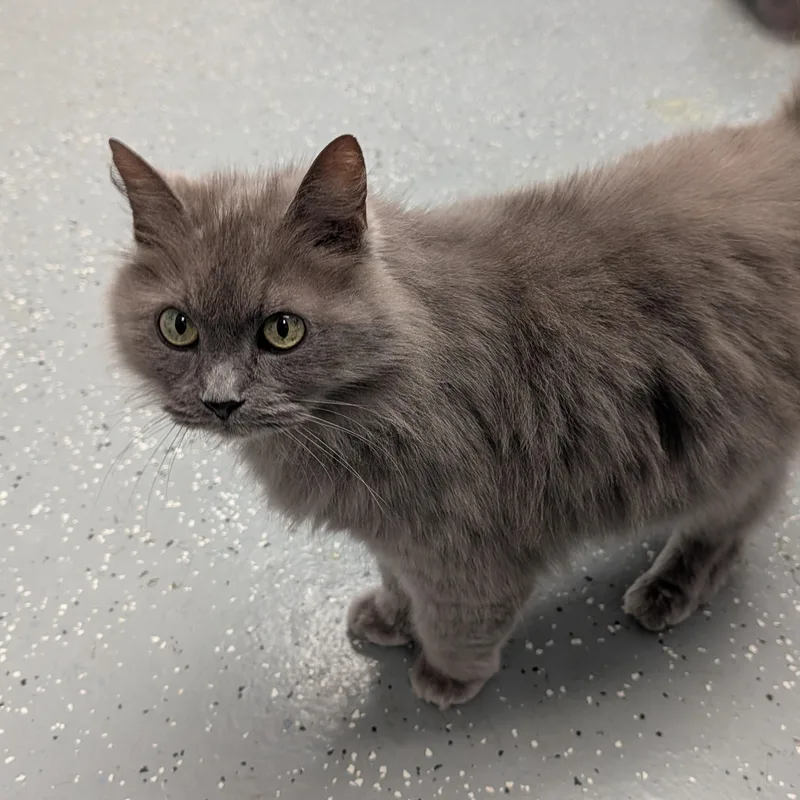 An adult large-sized female Gray / Blue / Silver Domestic Long Hair cat named Lexus for adoption in Maynardville, TN