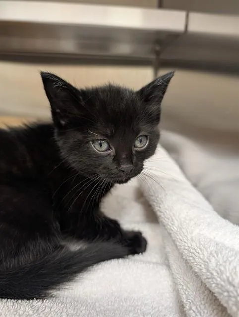 A baby small-sized female Domestic Short Hair cat named Bean for adoption in Lees Summit, MO