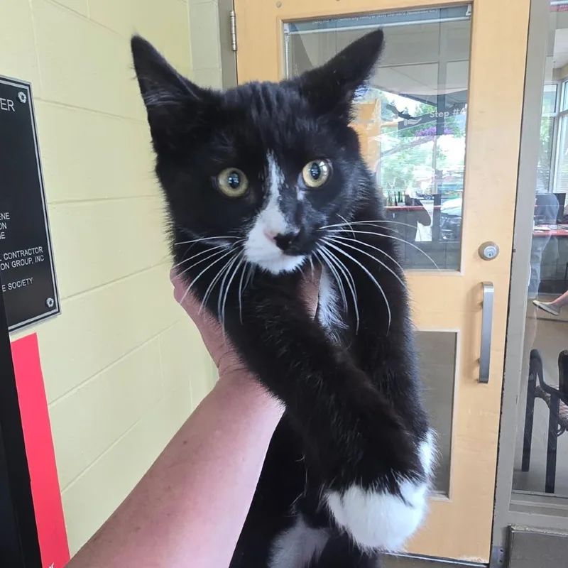 A baby small-sized male Black Domestic Short Hair cat named Cher for adoption in Asheville, NC