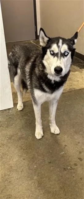 An adult medium-sized female Siberian Husky dog named Maya for adoption in Ontario, CA