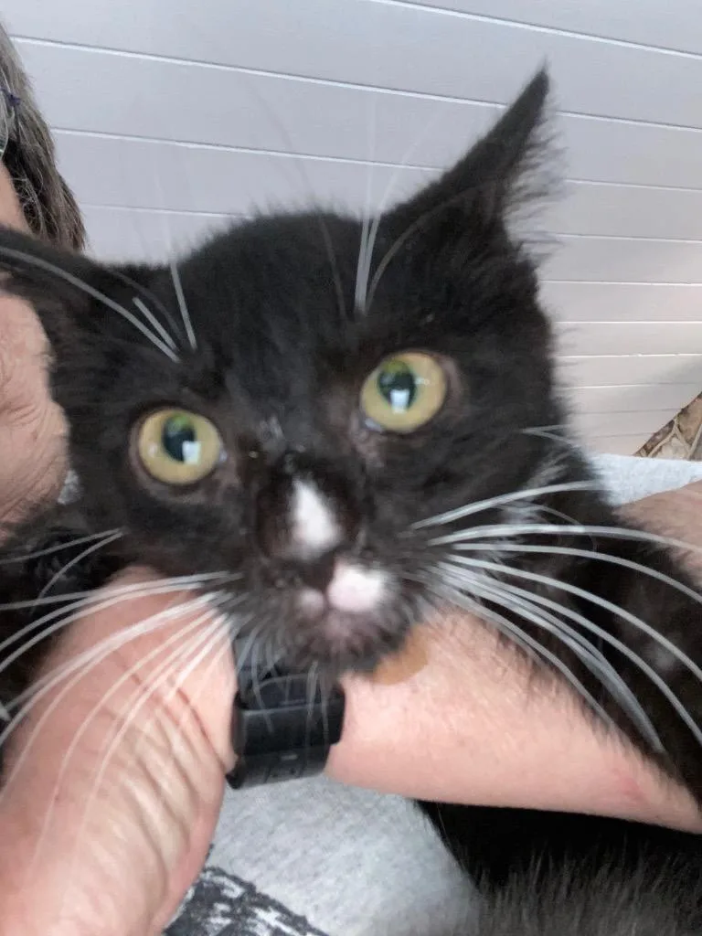 A baby medium-sized male Domestic Short Hair cat named Drake for adoption in Cumming, GA
