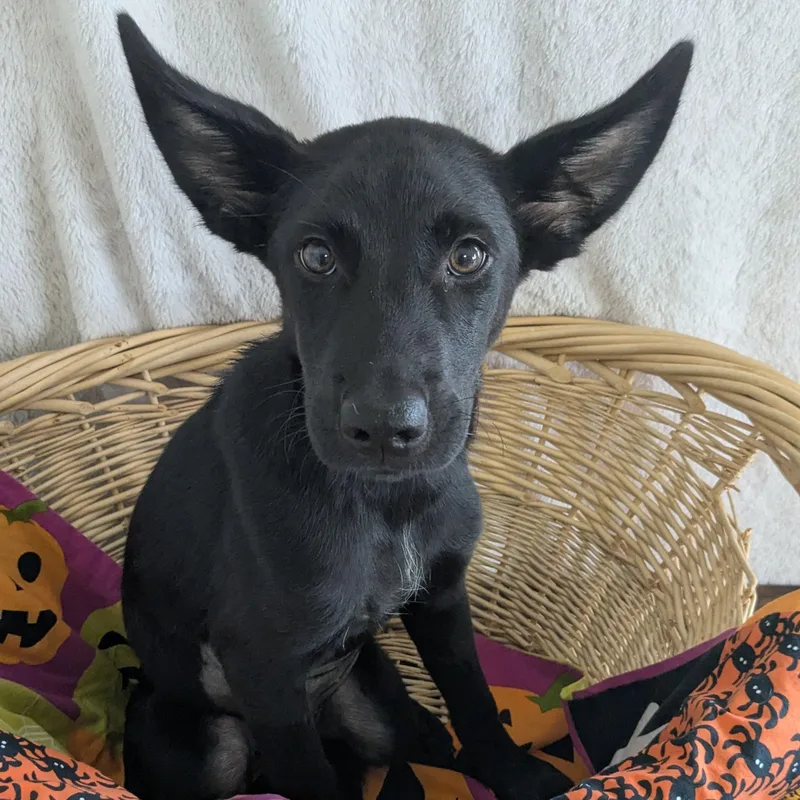 Greta