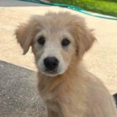 A baby small-sized male Yellow / Tan / Blond / Fawn Mixed Breed dog named Wendy for adoption in Briarcliff Manor, NY