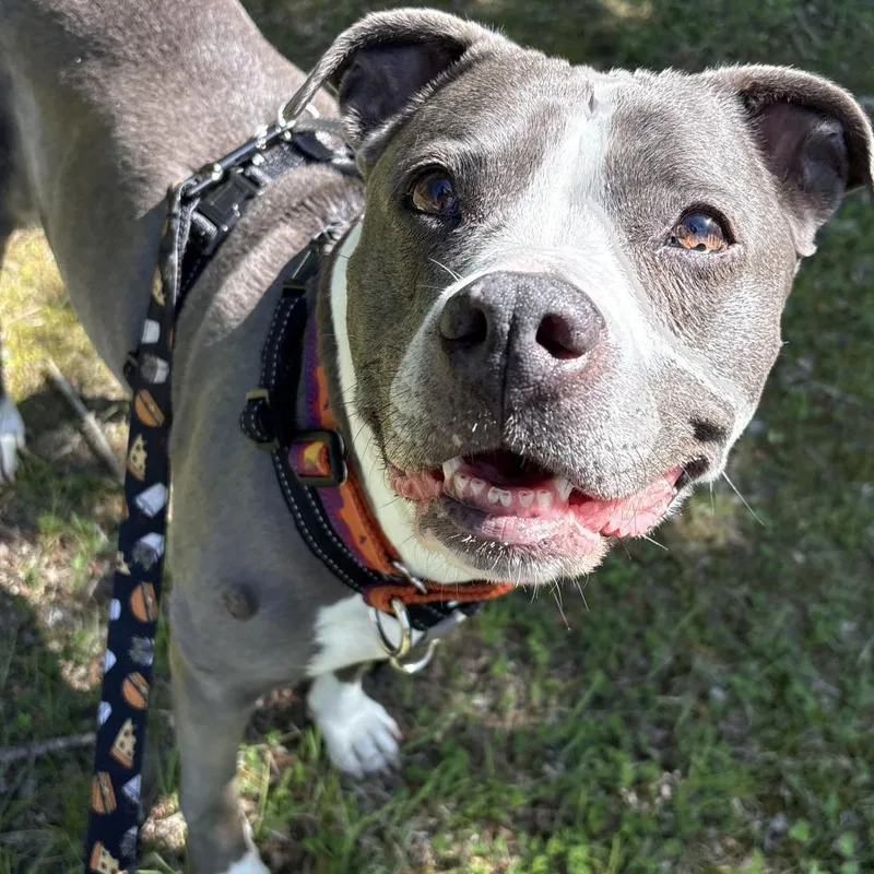 A senior medium-sized female Gray / Blue / Silver Mixed Breed dog named Jayda for adoption in South Burlington, VT