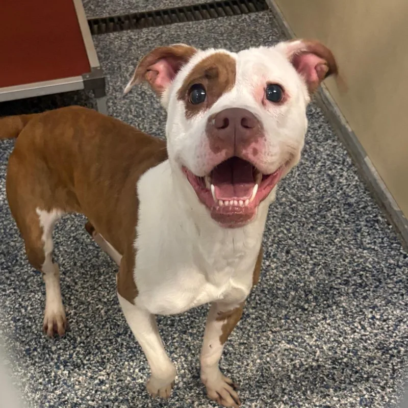 A baby medium-sized female Mixed Breed dog named Chaider for adoption in Binghamton, NY