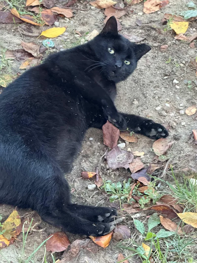 An adult medium-sized male Black Domestic Short Hair cat named Ggamang for adoption in New York, NY