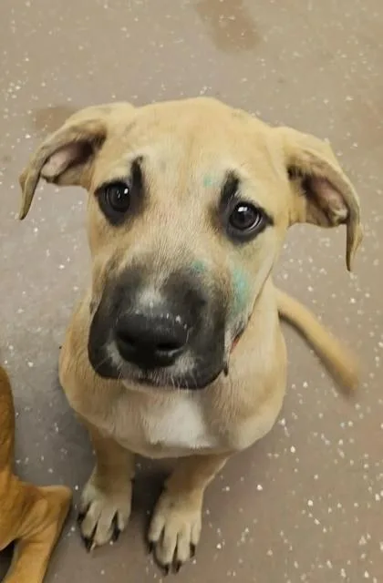 A baby small-sized female Shepherd dog named Leia for adoption in South Bend, IN