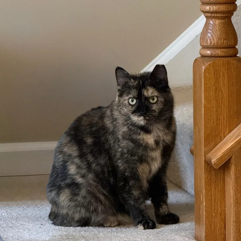 A young small-sized female Tortoiseshell Domestic Short Hair cat named Henrietta Owl for adoption in Gibsonia, PA