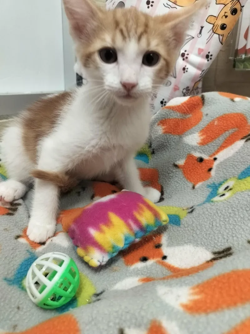 Darwin