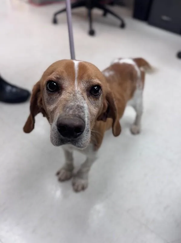 An adult medium-sized male Yellow / Tan / Blond / Fawn Beagle dog named Tater Tot for adoption in Disputanta, VA