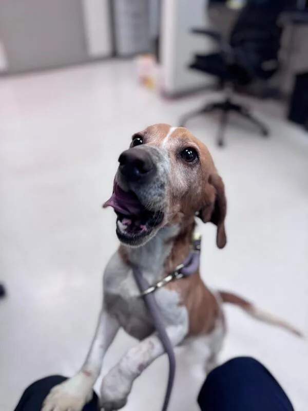 Tater Tot thumbnail 2