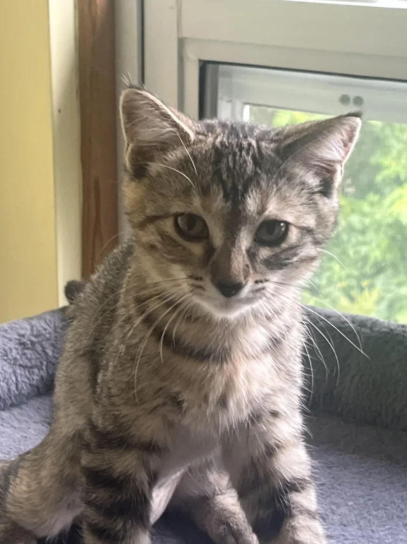 A baby medium-sized female Tabby (Brown / Chocolate) Tabby cat named Willow for adoption in Wyandotte, MI