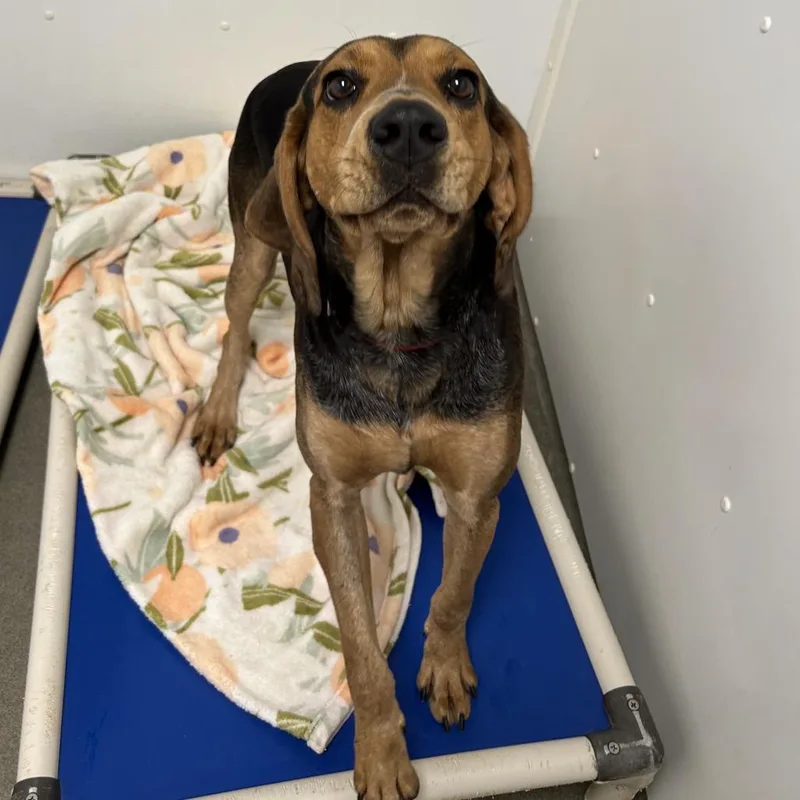 An adult large-sized male Brown / Chocolate Hound dog named Ridge for adoption in Rocky Mount, VA
