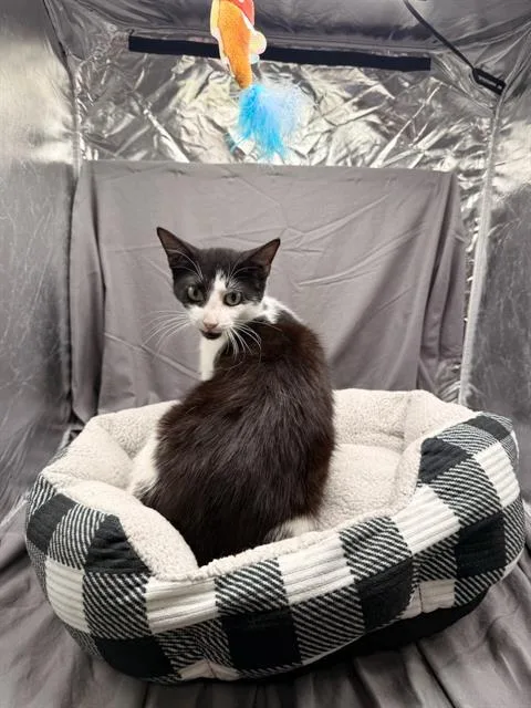 A young medium-sized female Domestic Short Hair cat named Lucie for adoption in Appling, GA