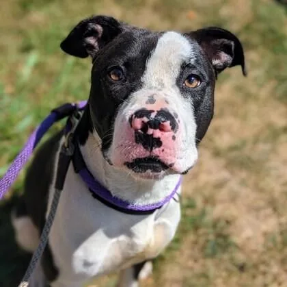An adult large-sized male Black Mixed Breed dog named Mucca for adoption in Cincinnati, OH