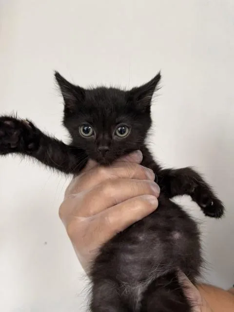 A baby small-sized female Domestic Short Hair cat named Iris for adoption in San Bernardino, CA
