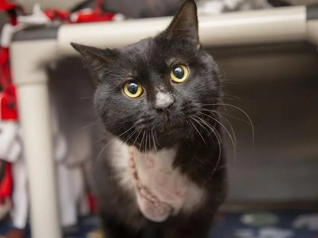 An adult medium-sized male Domestic Short Hair cat named Phillip for adoption in Phoenix, AZ