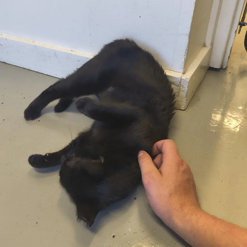 Espresso thumbnail 2