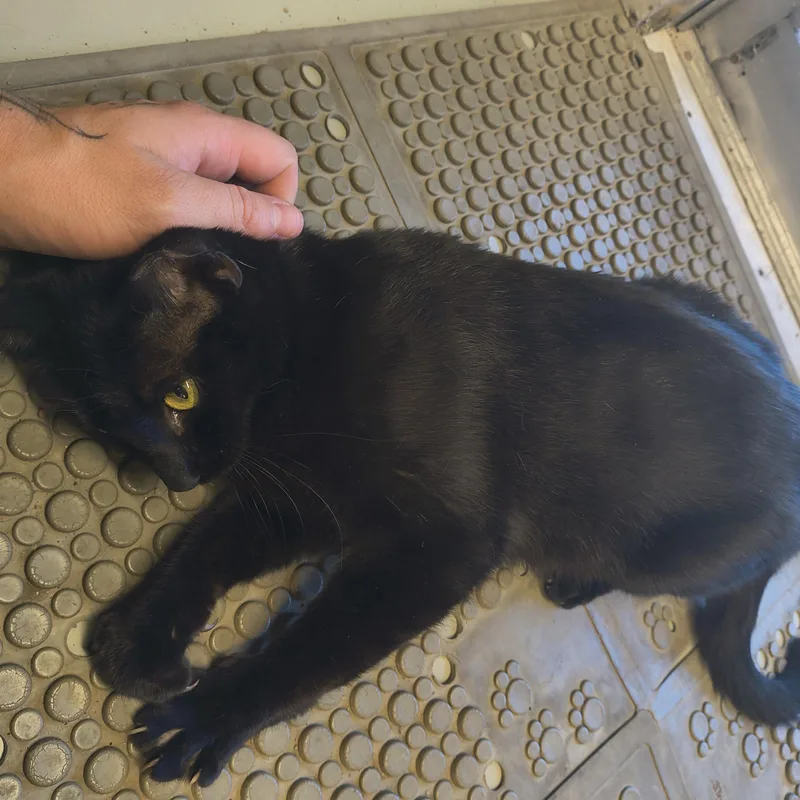 Espresso thumbnail 3