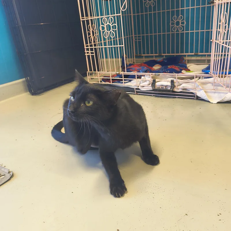 Espresso thumbnail 4