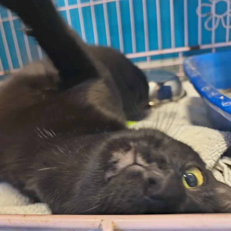 Espresso thumbnail 5