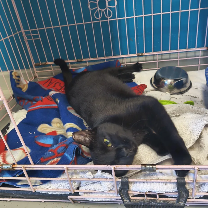 Espresso thumbnail 6