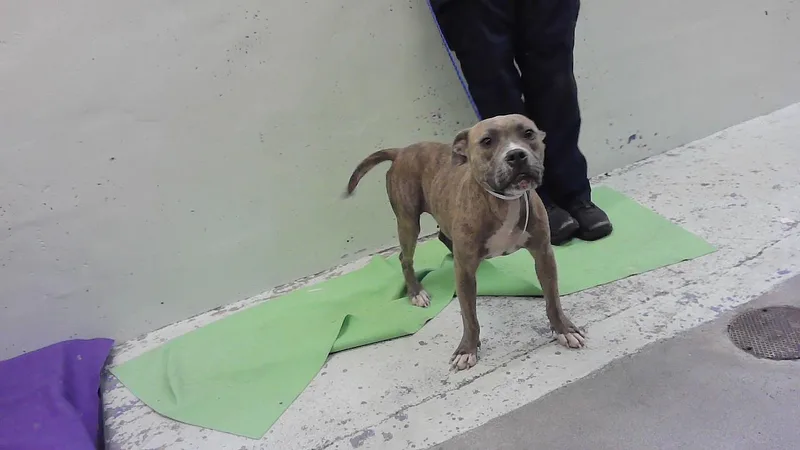 An adult medium-sized female Staffordshire Bull Terrier dog named Cici for adoption in Houston, TX