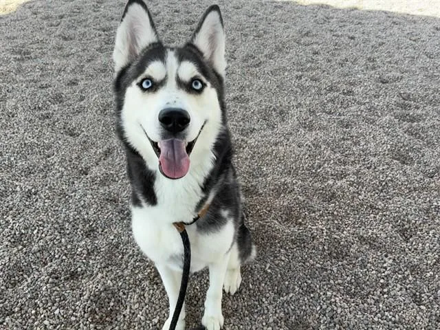 A young large-sized female Siberian Husky dog named Veronika for adoption in Mesa, AZ