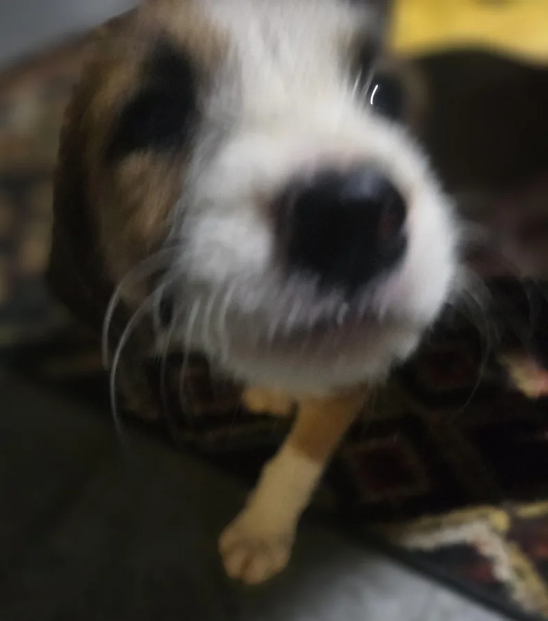 Winifred