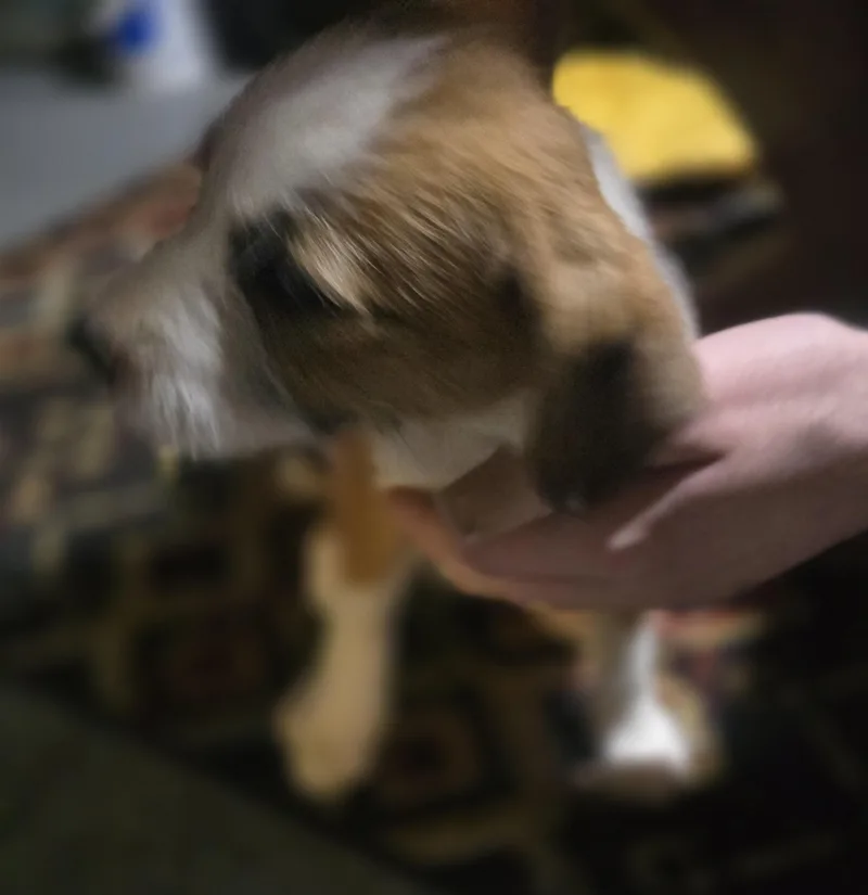 Winifred thumbnail 3