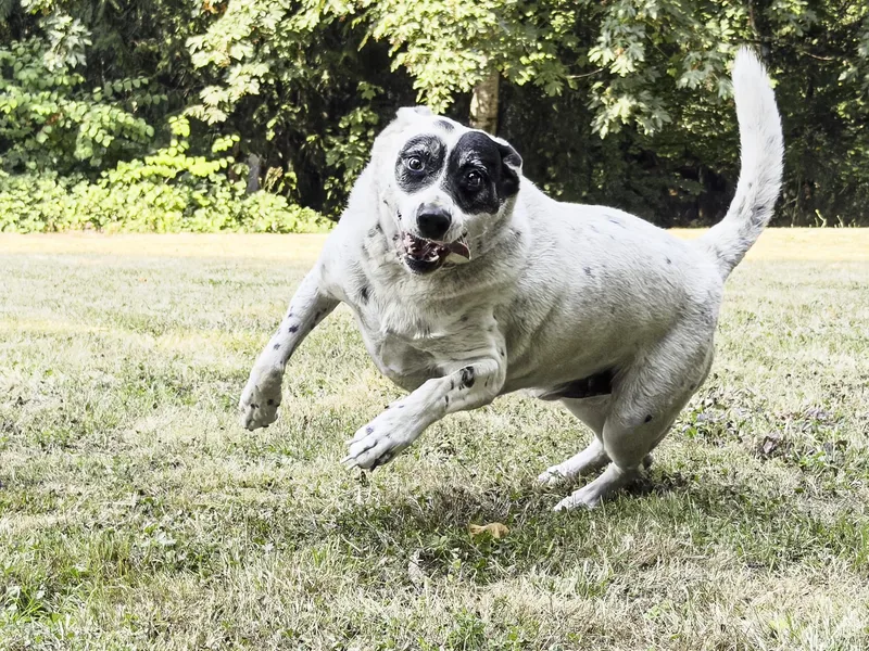 A senior medium-sized male Australian Cattle Dog / Blue Heeler dog named Wilson for adoption in Snoqualmie, WA