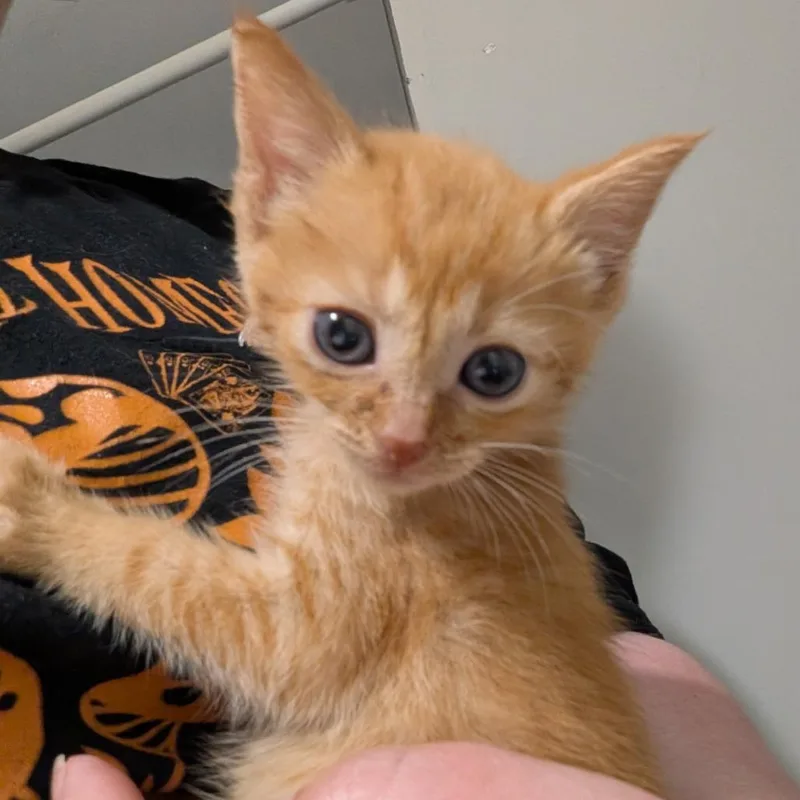 A baby small-sized female Domestic Short Hair cat named Marty for adoption in Fairfax, VA