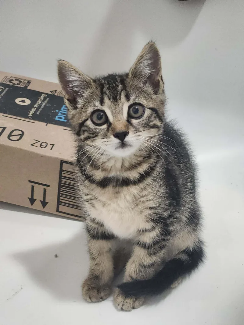 A baby medium-sized female Domestic Short Hair cat named Morgan for adoption in Charlotte, NC