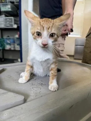 An adult medium-sized male Domestic Short Hair cat named Bobo for adoption in Port Allen, LA