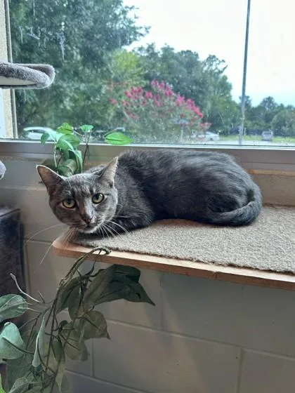 An adult small-sized female Domestic Short Hair cat named Wasabi for adoption in Palm Coast, FL