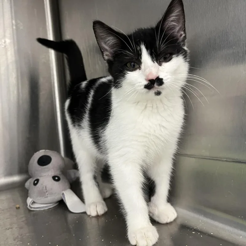 A baby small-sized male Black Domestic Short Hair cat named Hefner for adoption in Mount Gilead, NC
