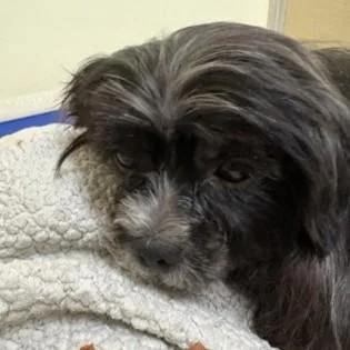 An adult small-sized male Black Yorkie Poo dog named Ross for adoption in Phoenixville, PA