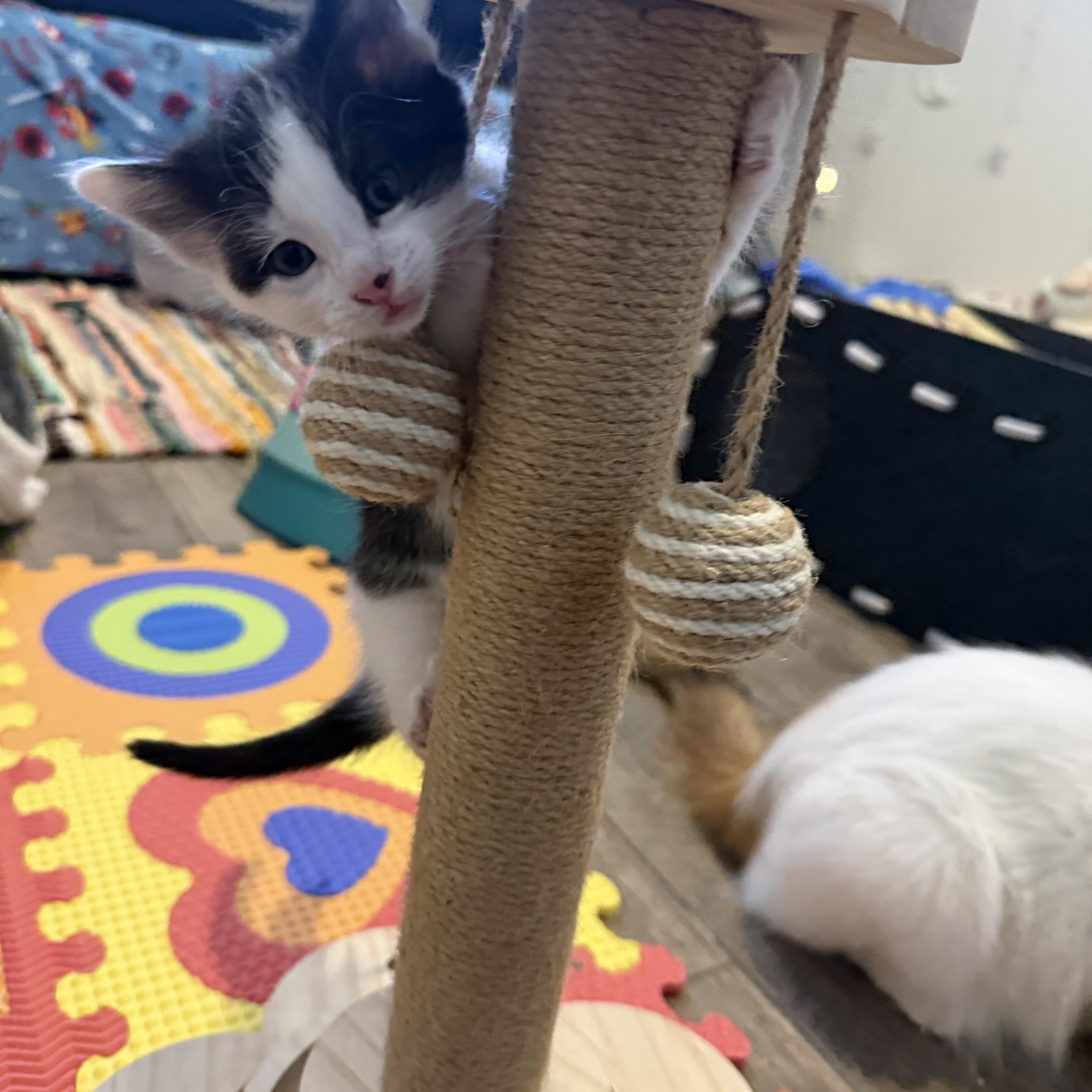 A baby medium-sized male Black & White / Tuxedo Domestic Short Hair cat named Theodore for adoption in Blaine, MN