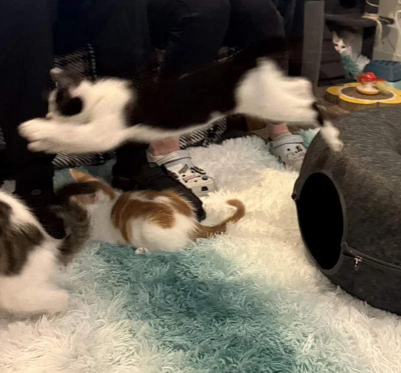 Theodore thumbnail 4